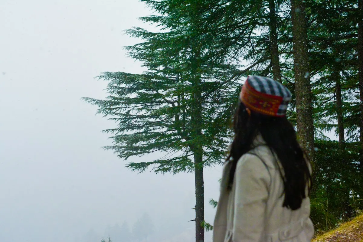 Forest in the monsoon mist